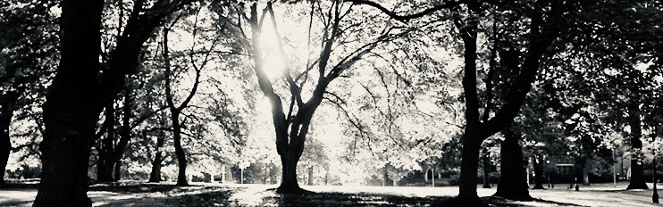 Administration Lawn Trees